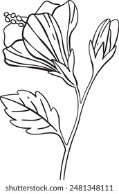 Hibiscus Flowers Sketch Line Vector Illustration