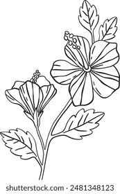 Hibiscus Flowers Sketch Line Vector Illustration