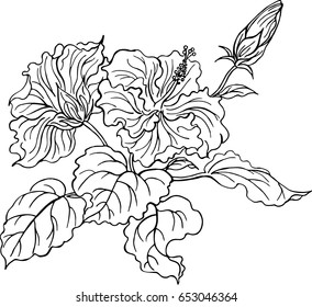 Hibiscus flowers vector illustration on white background, coloring page