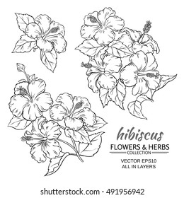 hibiscus flowers vector set on white background