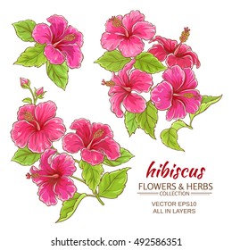 hibiscus flowers vector set on white background