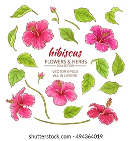 hibiscus flowers vector set on white background