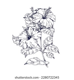 Hibiscus flowers, vintage botanical engraving, drawing. Outlined contoured floral plant drawn in retro style. Handdrawn antique etching, graphic vector illustration isolated on white background