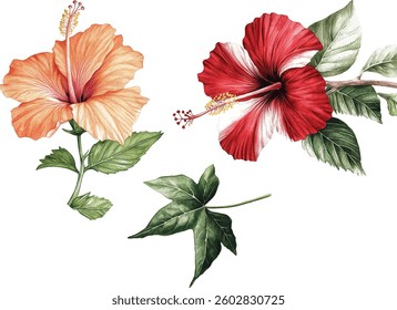 Hibiscus Flowers Watercolor  - Red and Orange Blooms vector illustration
