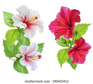 Hibiscus flowers. White and red hibiscus