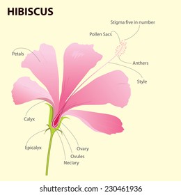 Parts Flower Infographics Lily Flower Anatomy Stock Vector (Royalty ...