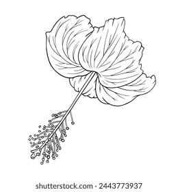 Hibiscus hand drawn sketch. Tropical flower contour for coloring. Charming hibiscus bloom isolated line art vector illustration. Aloha floral symbol hawaiian icon for logo, decoration, coloring page.