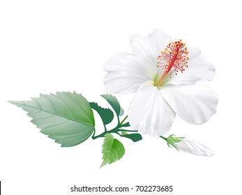 Hibiscus.
Hand drawn vector illustration of a large white tropical flower on transparent background.