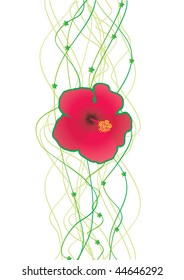 hibiscus  illustration