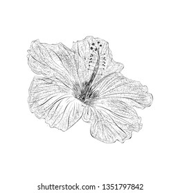 Hibiscus Illustration Hand Drawn Vector Stock Vector (Royalty Free ...