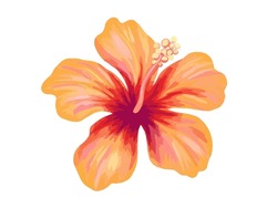 Hibiscus Illustration. Vibrant Orange Tropical Flower. Realistic Botanical High Quality Hand Drawn Painting Isolated On White.