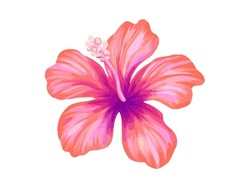 Hibiscus Illustration. Vibrant Pink Tropical Flower. Realistic Botanical High Quality Hand Drawn Painting Isolated On White.