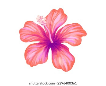 Hibiscus illustration. Vibrant pink tropical flower. Realistic botanical high quality hand drawn painting isolated on white.