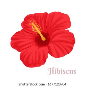 Hibiscus isolated on white background. Vector bright red tropical flower. Cartoon flat illustration.