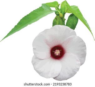 Hibiscus laevis (Halberd-leaved Rose Mallow) Wetland Wildflower Isolated