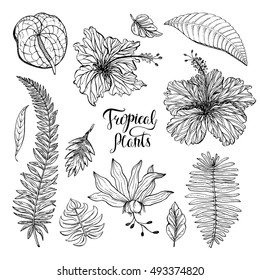 Hibiscus, monstera, philodendron, red passionflower, hibiscus, calla, palm. Set of tropical plants.