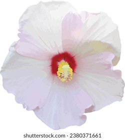 Hibiscus moscheutos (Swamp Rose Mallow) Native North American Wetland Wildflower