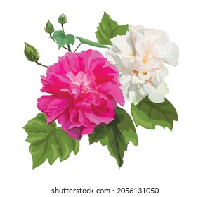 Hibiscus mutabilis pink flower vector illustration