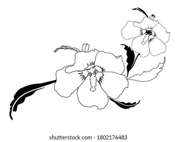 Hibiscus  pattern.Image on white  and colored  background.