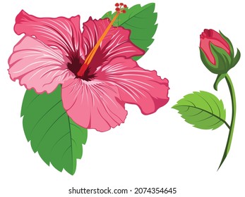 Hibiscus rosafarbene, blühende Vektorgrafik mit Abgang und Knospe