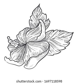 Hibiscus plant, bud on stem and leaves isolated sketch vector. Flower blossom, botany and floristry, cultivation and growing, garden or wild species. Hand drawn nature and flora element, blooming