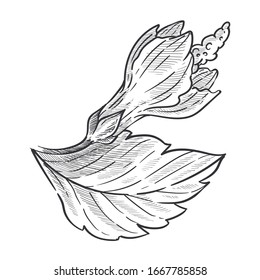 Hibiscus plant, closed bud on stem and leaves isolated sketch vector. Flower blossom, botany and floristry, cultivation and growing, garden or wild species. Hand drawn nature and flora element