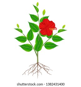 Hibiscus plant with roots isolated on white background.