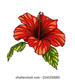 Flor roja hibiscus. Ilustración del vector aislada en fondo blanco