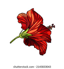 Hibiscus red flower. Vector illustration isolated on white background