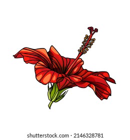 Hibiscus red flower. Vector illustration isolated on white background