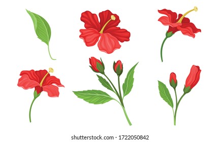 Hibiscus Red Tropical Flower with Large Petals and Green Fibrous Leaf Vector Set