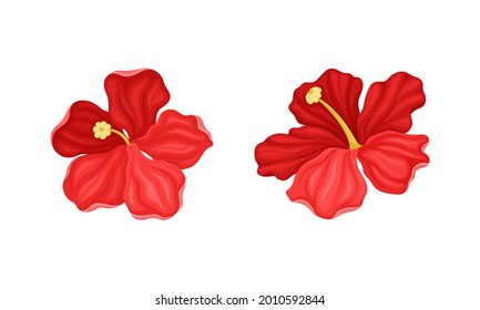 Hibiscus Red Tropical Flower with Large Petals Vector Set