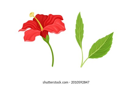 Hibiscus Red Tropical Flower with Large Petals and Green Fibrous Leaf Vector Set