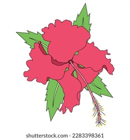 Hibiscus rosa sinensis. A simple vector of a red flower surrounded by leaves and odorless. Flowers originating from East Asia and this flower is a