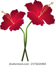 Hibiscus rosa sinensis vector design