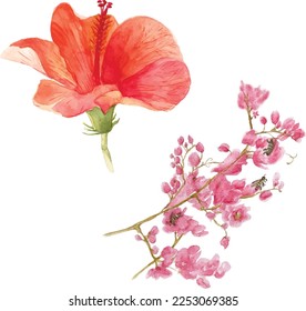 hibiscus rosa sinensis watercolor in Thailand and antigonon leptopus vector watercolor