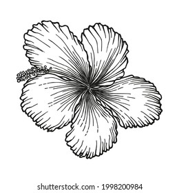 Hibiscus rosa-sinensis, Chinese hibiscus, Hawaiian hibiscus, China rose, rose mallow, shoeblack plant. Flower hand-drawn in black ink, outline on white background. Vector illustration.