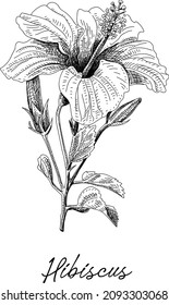 Hibiscus Hibiscus rosa-sinensis, known colloquially as Chinese hibiscus, China rose, Hawaiian hibiscus. Sketchy hand-drawn vector illustration.