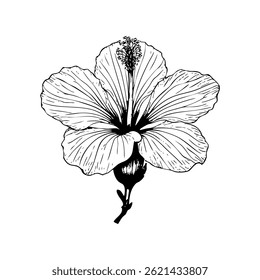 Hibiscus rosa-sinensis, known colloquially as Chinese hibiscus, China rose, Hawaiian hibiscus, rose mallow and shoeblackplant
