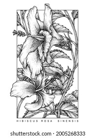 Hibiscus rosa-sinensis, Shoeblackplant, Hand Drawn Illustration, Botanical