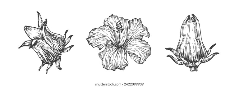 Hibiscus Sabdariffa Flowers Hand Drawn Doodle Vector Illustration. Floral Tropical Foliage Sketch Style Drawing. Isolated