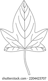 Hibiscus sabdariffa roselle leaf vector icon black and white
