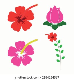 Hibiscus Sepal And Petal Vector Illustration 