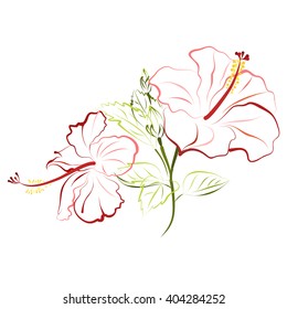 Hibiscus (shoe flower, china rose). Hand drawn vector illustration of hibiscus flowers on white background.