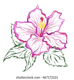 Hibiscus (shoe flower, china rose). Hand drawn vector brush sketch on white background.