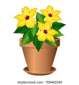 Hibiscus (shoe flower, china rose) in pot. Hand drawn vector illustration on white background.