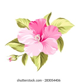 Hibiscus Single Tropical Flower Over White Background. Vector Illustration.