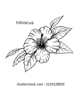 Hibiscus sketch flower in vintage style. Beautiful hand drawn with colorful on white background for textile design.