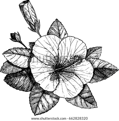 Hibiscus Sketch Hibiscus Vector Hibiscus Flower Stock Vektorgrafik