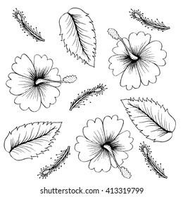 Hibiscus. Sketchy style.